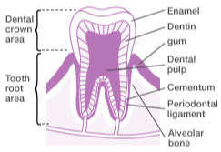 roles teeth structure systema tissue